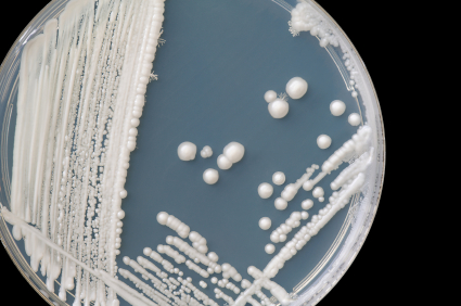 Fungus and Cancer - Fungal colony of Candida albicans